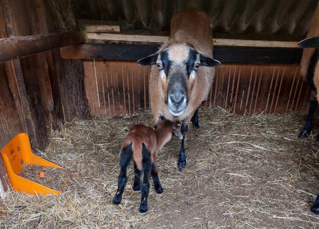 Kamerun-Lamm mit Muttertier