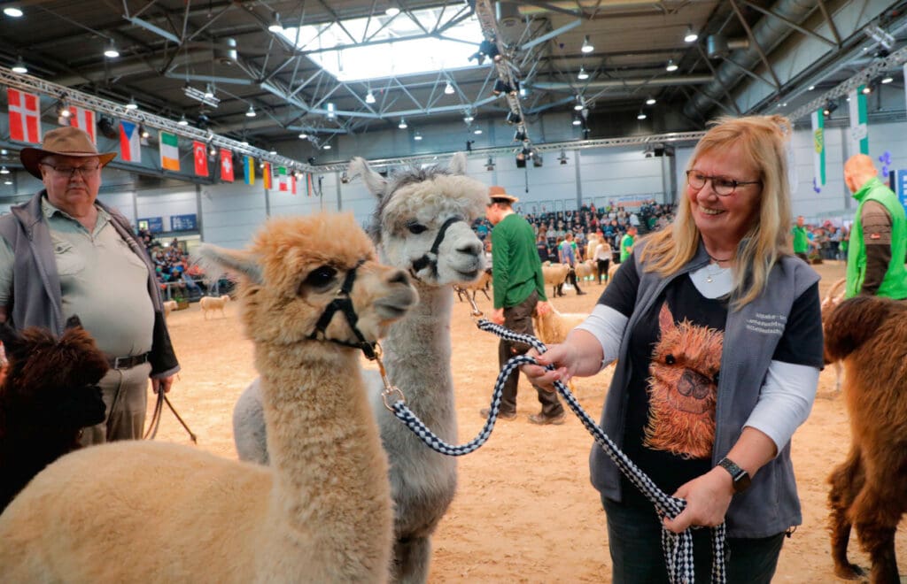 Lamas-im-Tierschauring