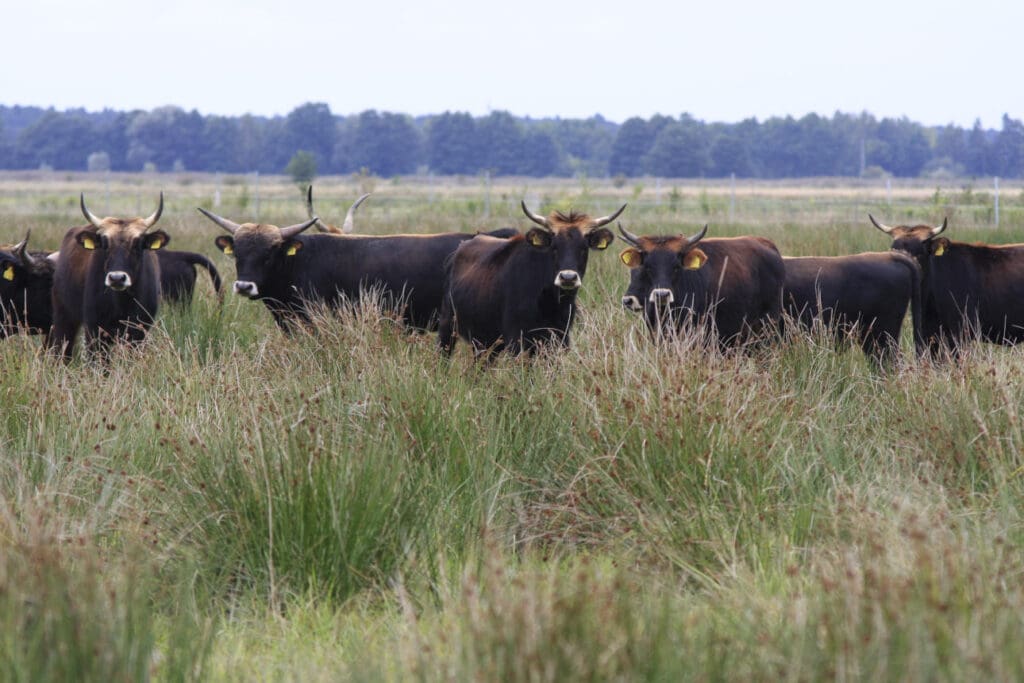 Heckrinderherde auf der Weide