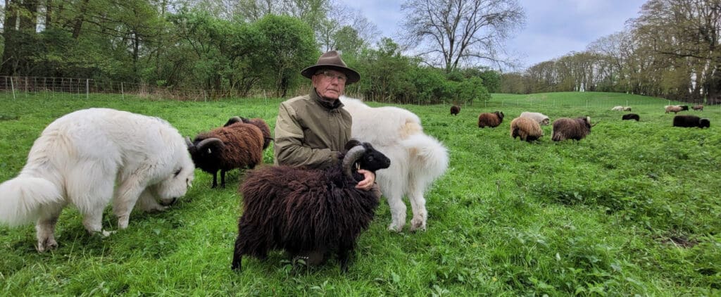 Ouessants-Schafe mit Schäfer
