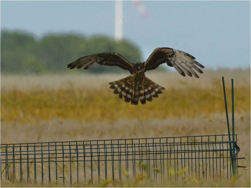 Den Zaun um ihr Nest akzeptiert die Wiesenweihe ohne Zögern. Sie beeindruckt mit einer Flügelspannweite von 1,1–1,3 m.