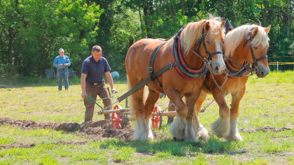 Gespannpflügen mir Kaltblütern auf der BraLa in Paaren