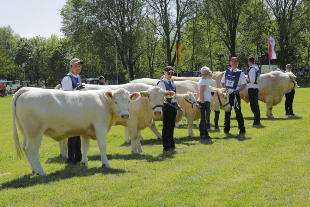 Tierschau der Uckermärker-Rinder