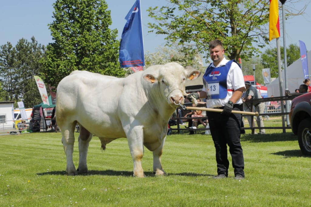 Dennis Wudick präsentiert den Charolais-Herdenbullen auf der BaLa