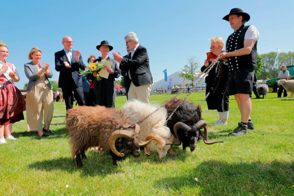 Ouessant Schafe auf der BraLa 2024