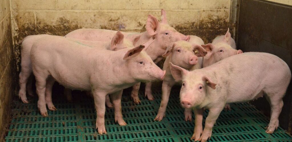 Fünf Haltungsformen werden bei den Schweinen im Rahmen der Tierkennzeichnung künftig unterschieden.
