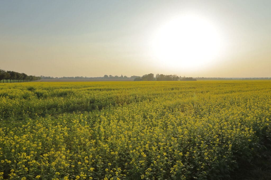 Die Sonne steht über einem Rapsfeld