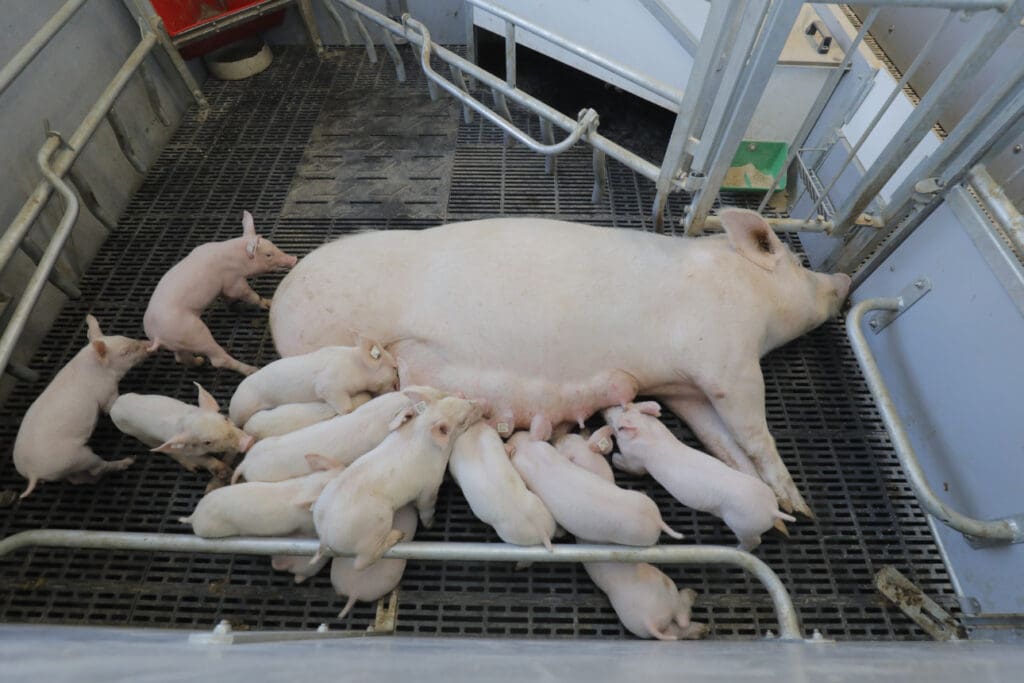Schwein_Abferkelung