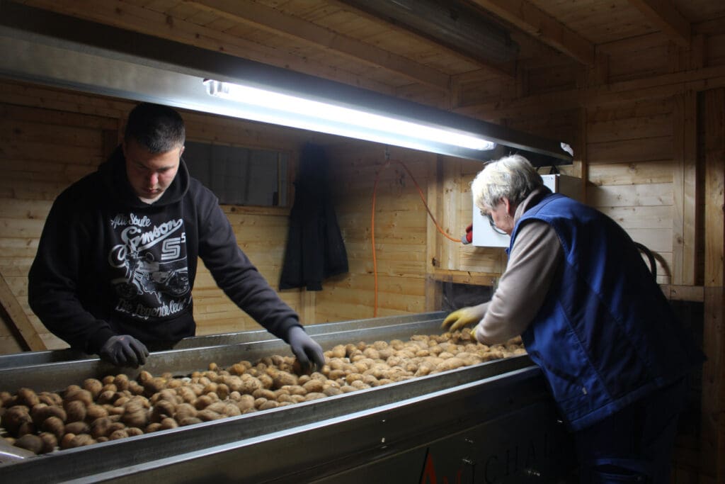 Die Vermehrungskartoffeln werden mit der Hand verlesen. Dabei geht es nicht nur um die
Qualität der Knollen, sondern auch um die Sortierung nach Größen. © Astrid Wiebe