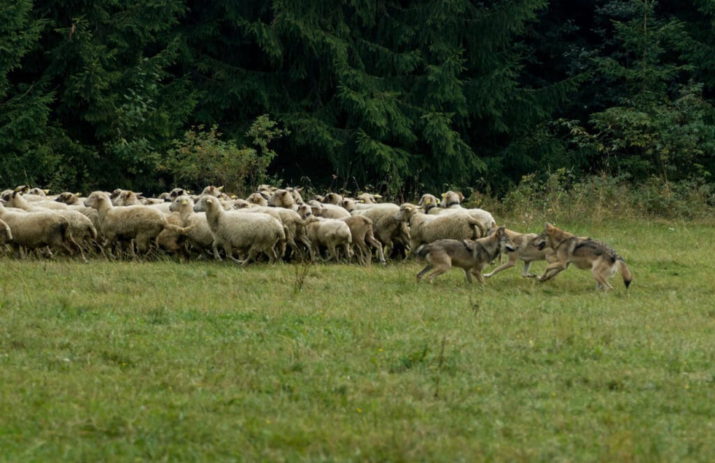 Wölfe und Schafe