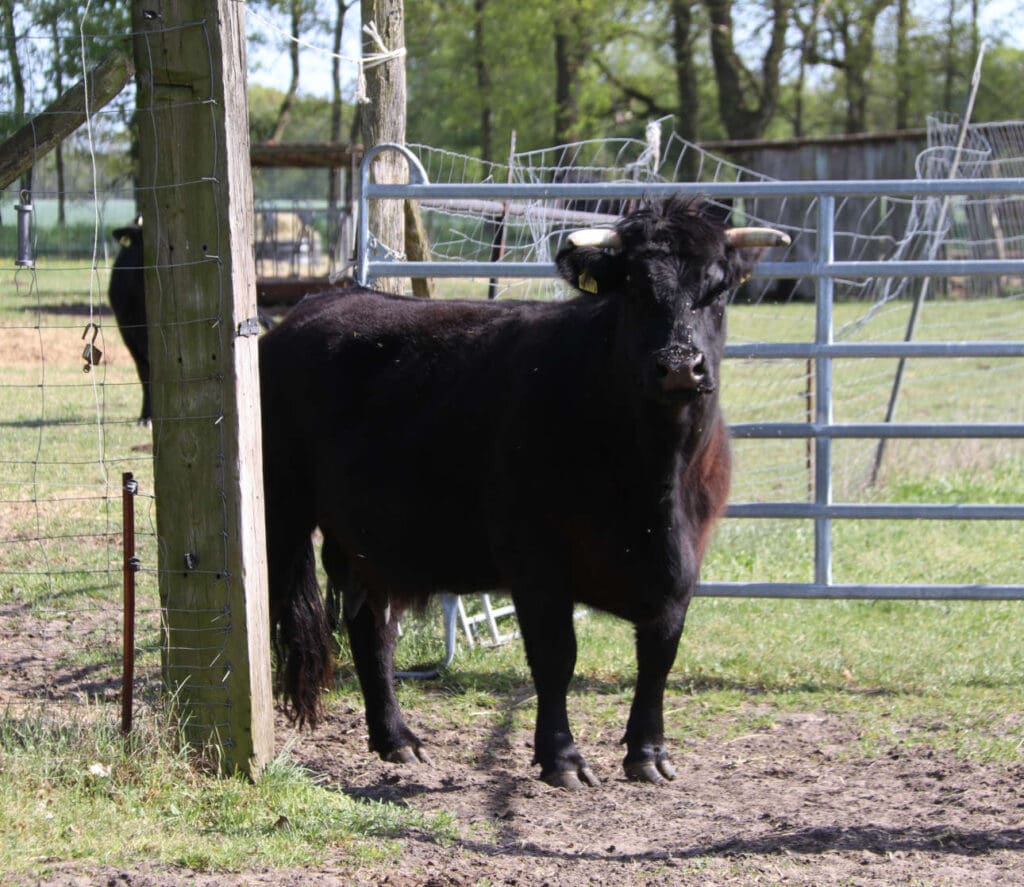 Die Welsh Black auf einer Koppel bei Krahne. Hornlosigkeit ist wegen des Wolfs längst kein Zuchtziel mehr.