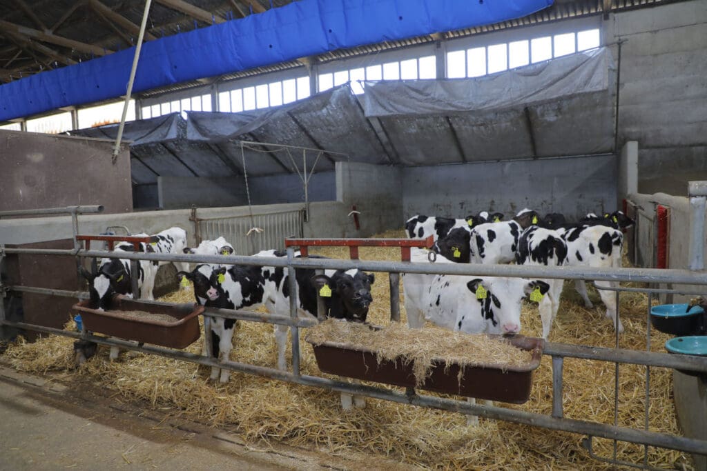 Eine Kälberbox mit ausreichend Platz und mehreren Holstein-Kälbern.
