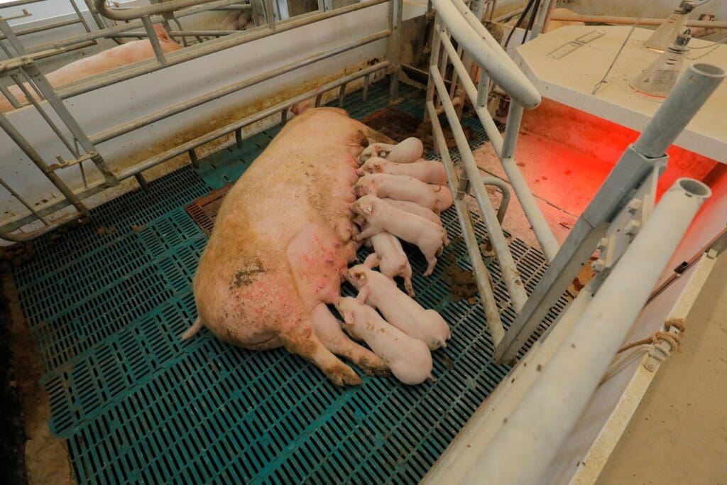Eine Sau liegt im Stall und säugt ihre Ferkel