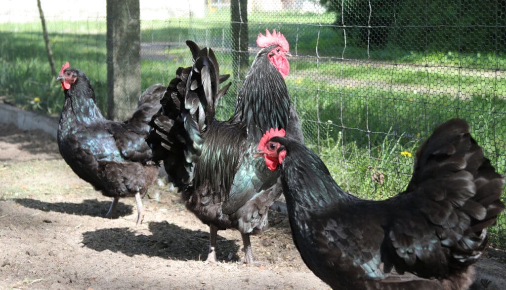 Neben Dexter-Rindern und Ouessant-Schafen züchtet Familie Lindemann auch schwarze Australorp-Hühner.
