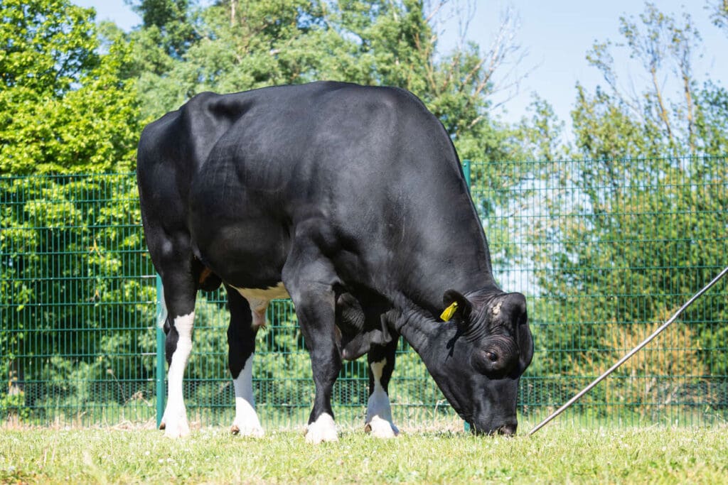 Gladius ist ein Ausnahmevererber unter den Deutschen Holsteinbullen. Im Besitz der Phönix Group GmbH ist der Bulle international sehr gefragt.