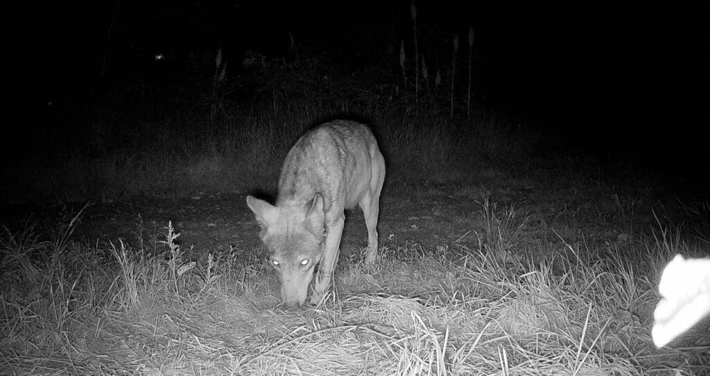 Nächtliche Wikdkameraaufnahme der Fähe des neuen Wolfsrudels Lossatal.