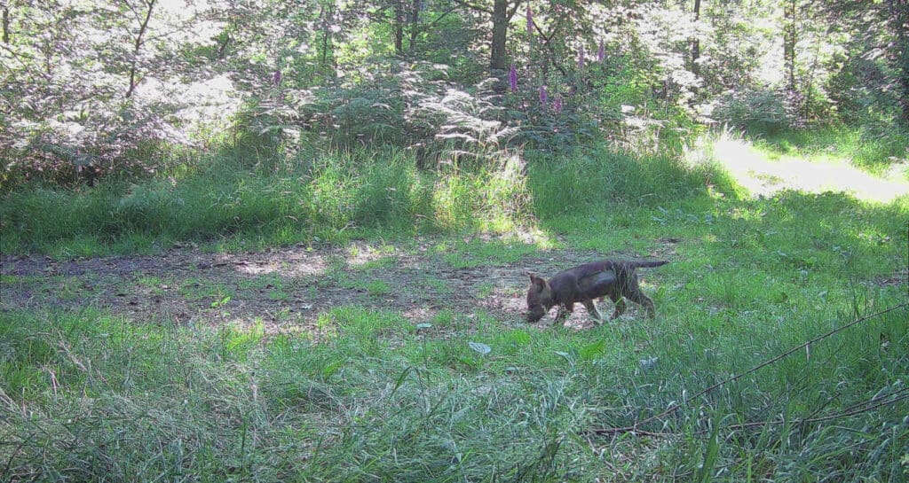 Ein junger Wolfswelpe läuft durch den Wald.
