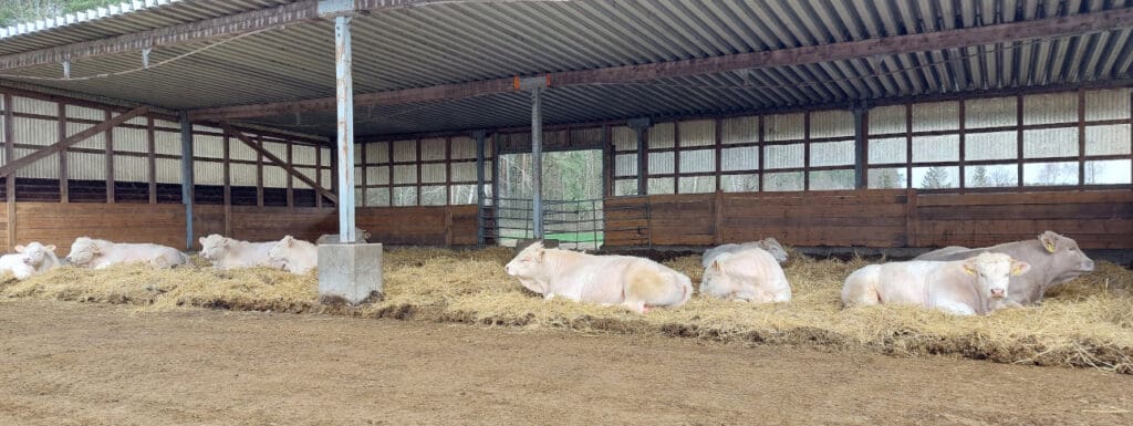 Die Fleischrinder der Charolaiszucht von Marcus Sommer haben am Rande von Göllnitz reichlich Auslauf und Schutz bei widriger Witterung. © Wolfgang Herklotz