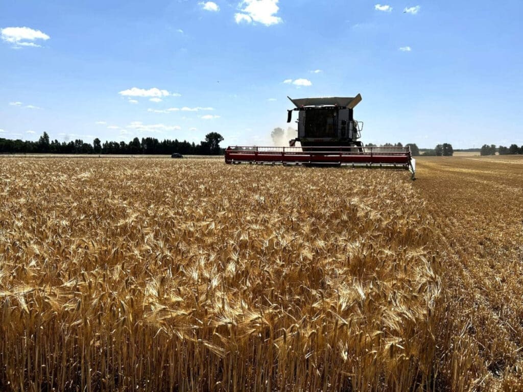 Ein Mähdrescher fährt zum Start der Ernte 2025 in Sachsen durch einen Wintergerstenschlag bei Belgern