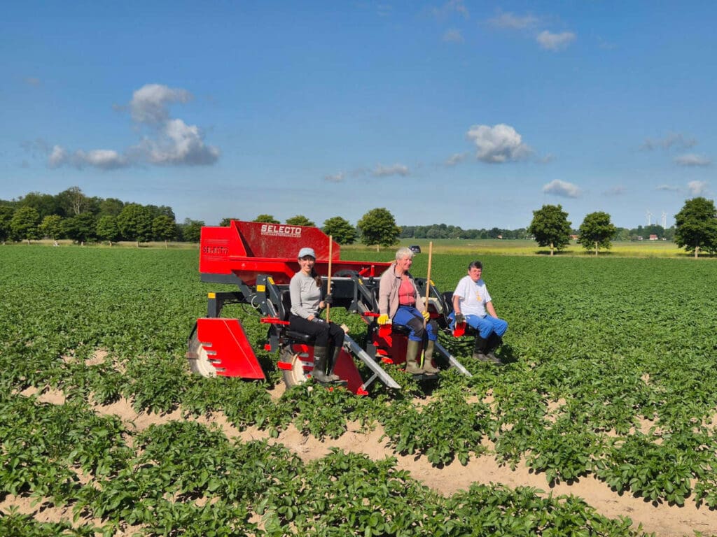 Zur Gesunderhaltung der Pflanzkartoffeln gehört die fachgerechte Selektionsarbeit.