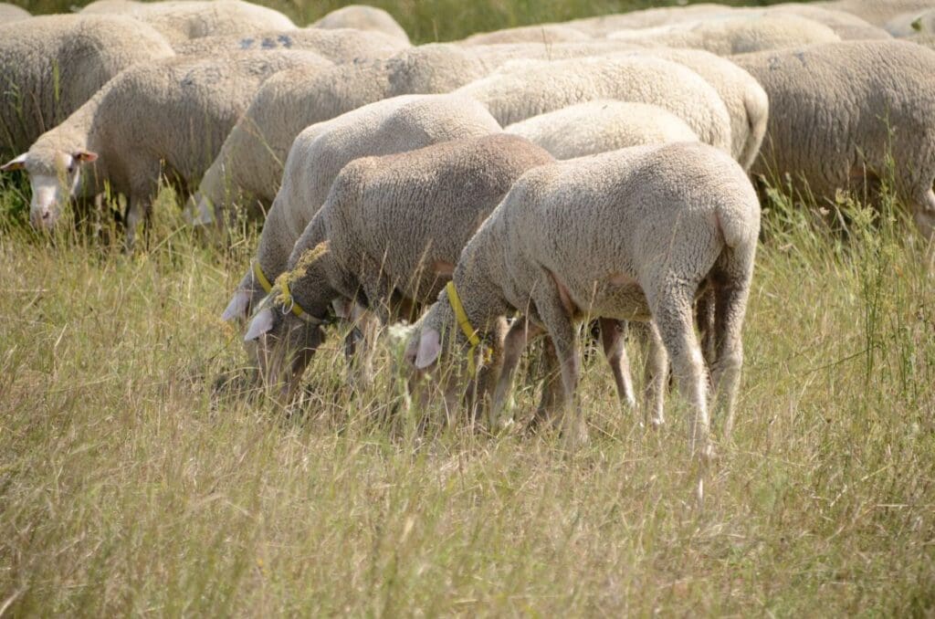 Die weiblichen Merionos aus Spanien stehen mit den anderen Muttern des Köllitscher Schafbestandes auf der Weide. Sie sind zierlicher als die Meronofleischschafe - und an den gelben Halsbändern zu erkennen. (c) Karsten Bär