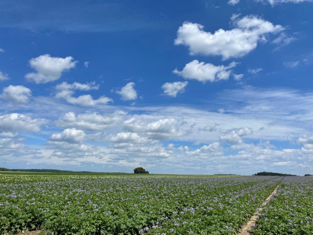 Während der gesamten Wachstumsperiode benötigen die Kartoffeln eine gleichmäßige Wasserversorgung. Besonders wichtig ist die Phase der Knollenbildung.