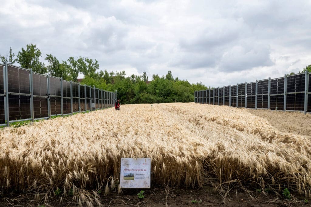 Winterdurum wächst dieses Jahr in der Versuchsvariante a3 zwischen den senkrecht stehenden Agri-PV-Modulen.