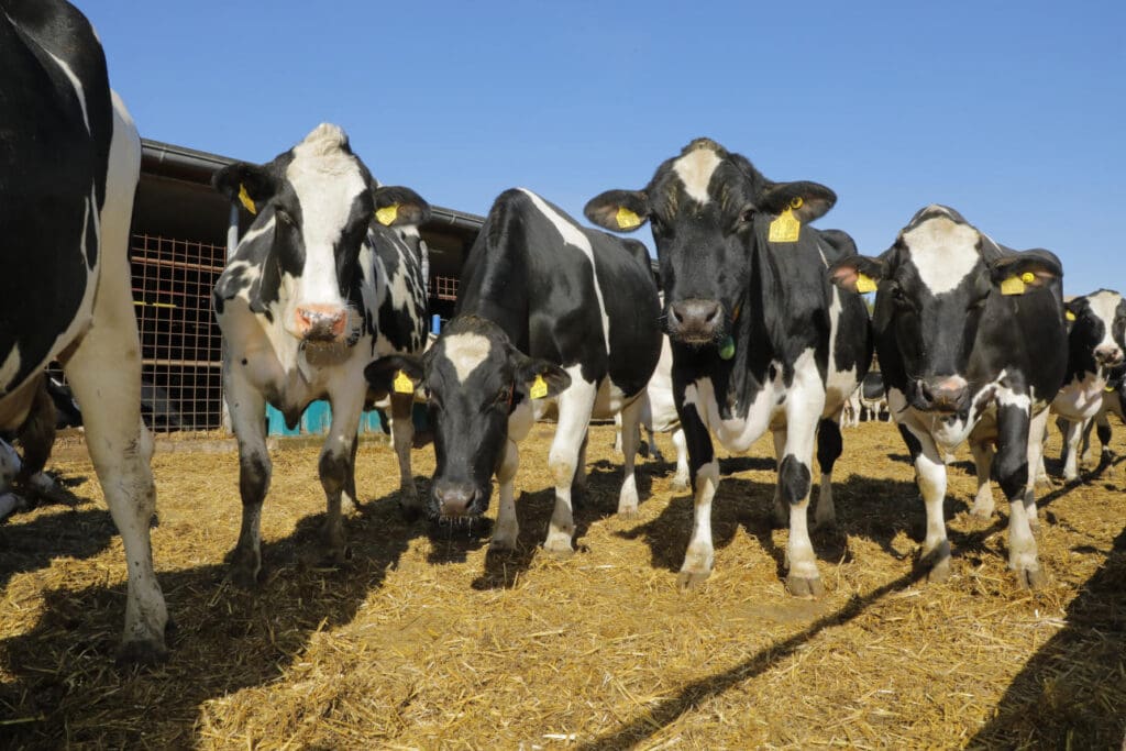 Eine verlängerte Laktation kann den Antibiotikaeinsatz reduzieren.