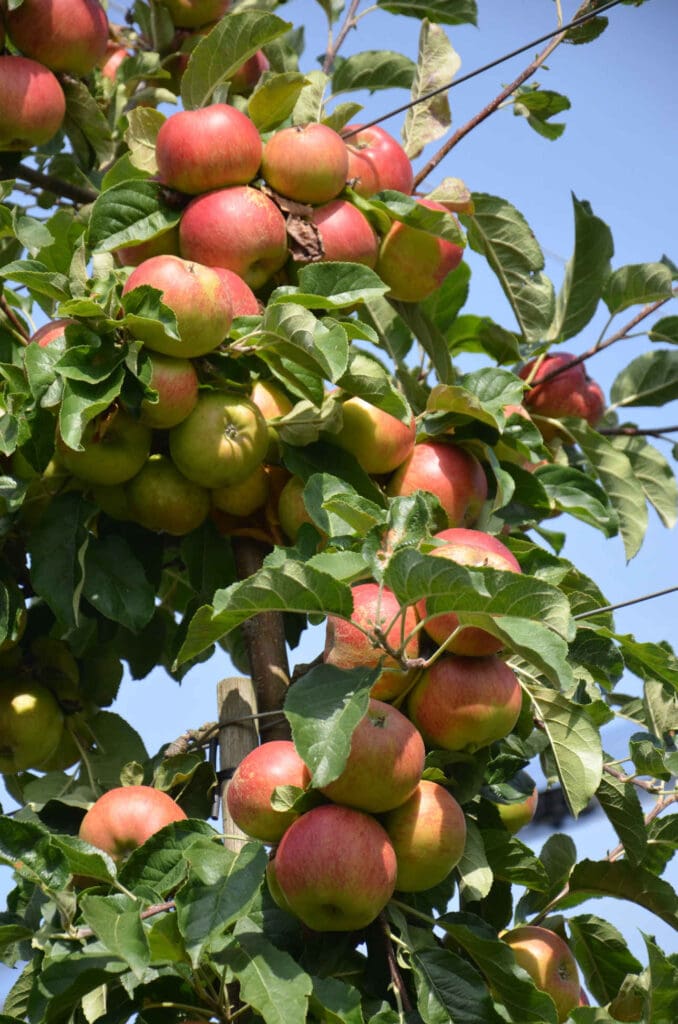 Die Apfel-Sorte Santana mit mehreren Äpfeln am Baum.