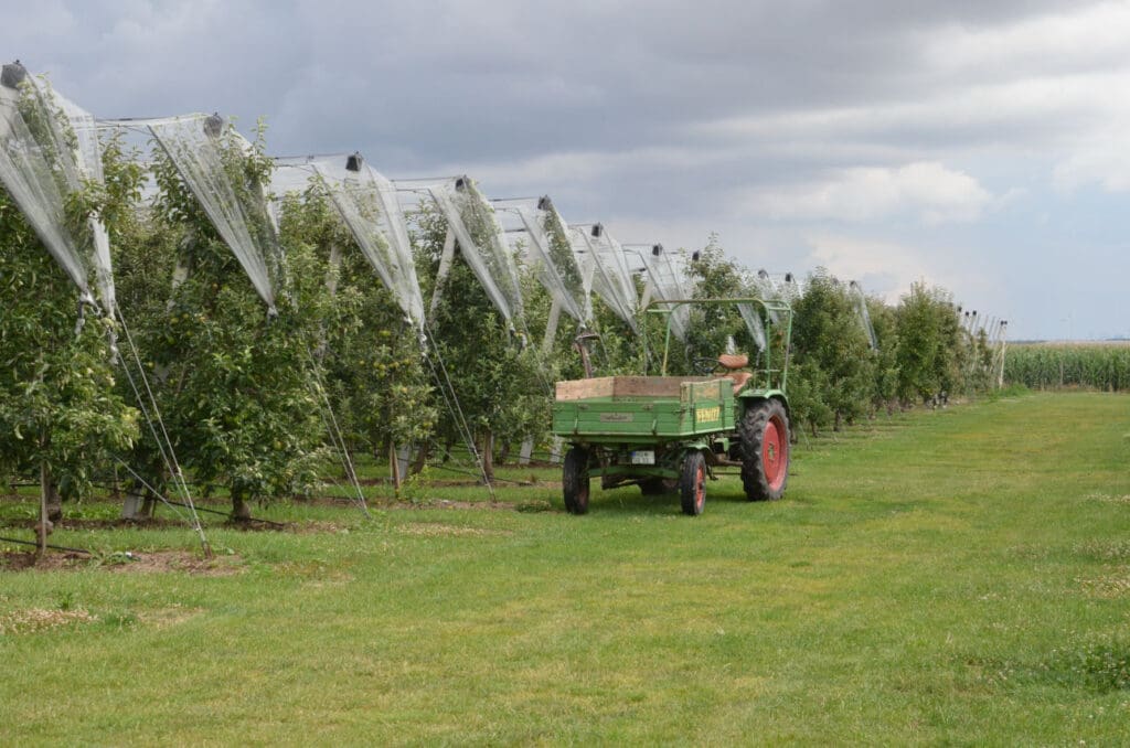 Ein Traktor fährt über die Obst-Plantage um die Hagelnetze auszutauschen.