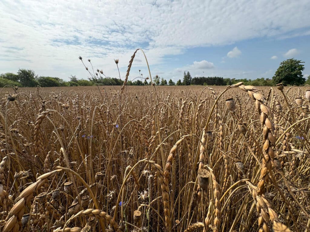 Im Dinkel fiel der Startschuss für den Getreidedrusch auf dem Wassergut