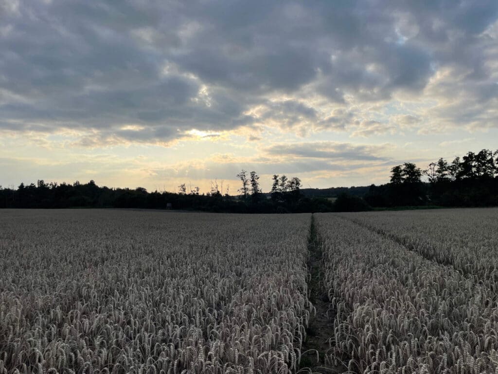 Ein grauer Himmel über einem Schlag mit Weizen