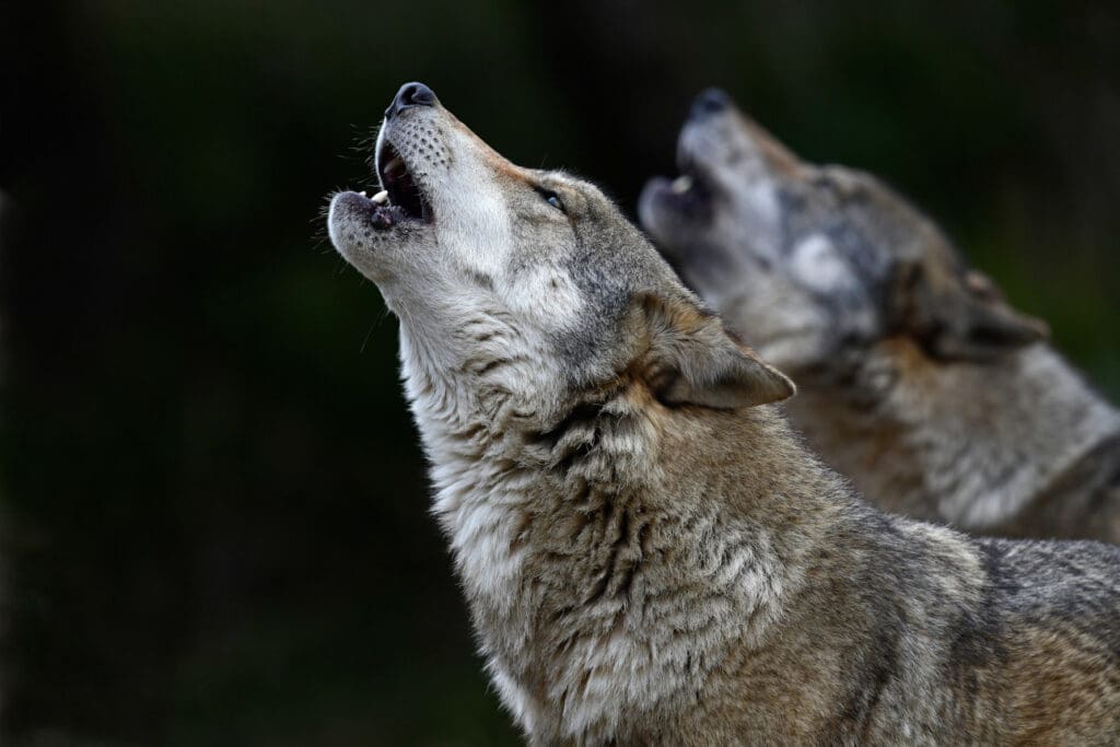 Zwei Wölfe im Profil heulend